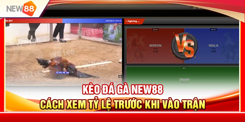 Kèo Đá Gà NEW88 – Cách Xem Tỷ Lệ Trước Khi Vào Trận