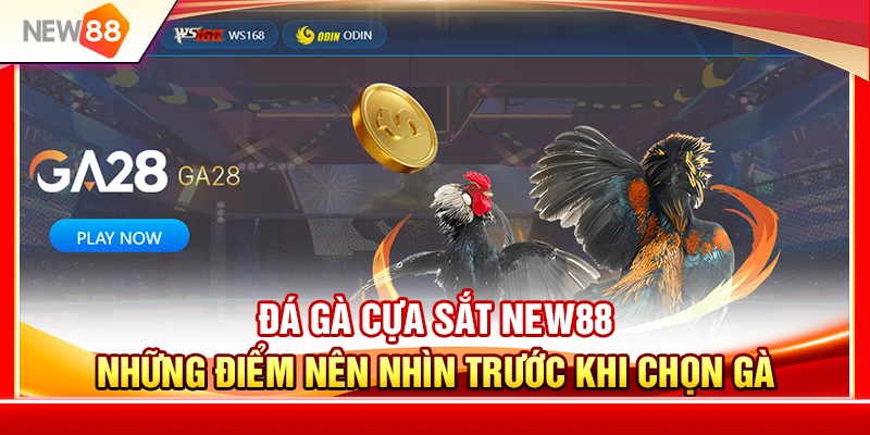 Đá Gà Cựa Sắt NEW88 – Những Điểm Nên Nhìn Trước Khi Chọn Gà